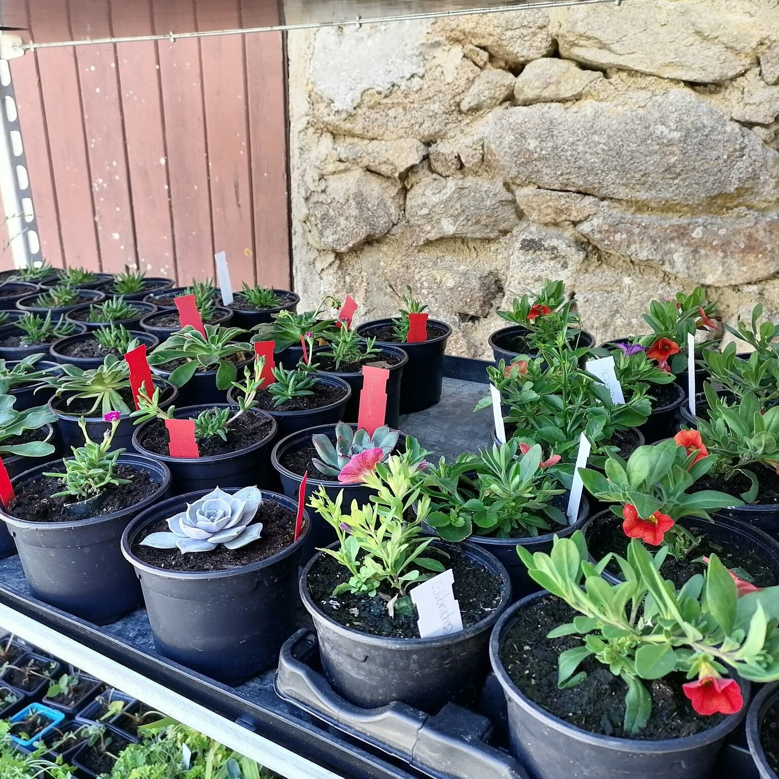 Horticulture aux Sicaudières